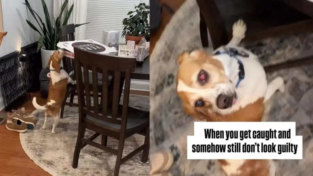 Beagle's Guilty-Looking 'Who, Me?' Face Goes Viral After Pizza Box Caught on Camera