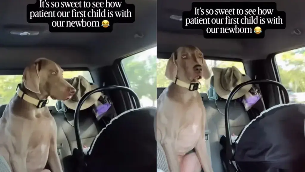 Baby Won’t Stop Crying, but Her Dog Stays Close & Keeps Checking on Her