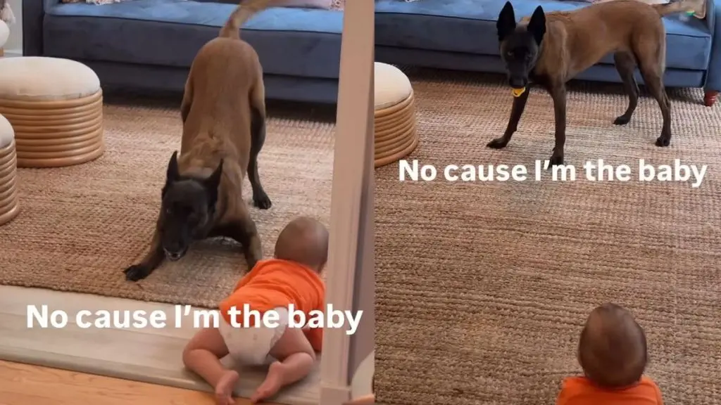 Belgian Malinois Adopts Pacifier to Mimic Human Sibling