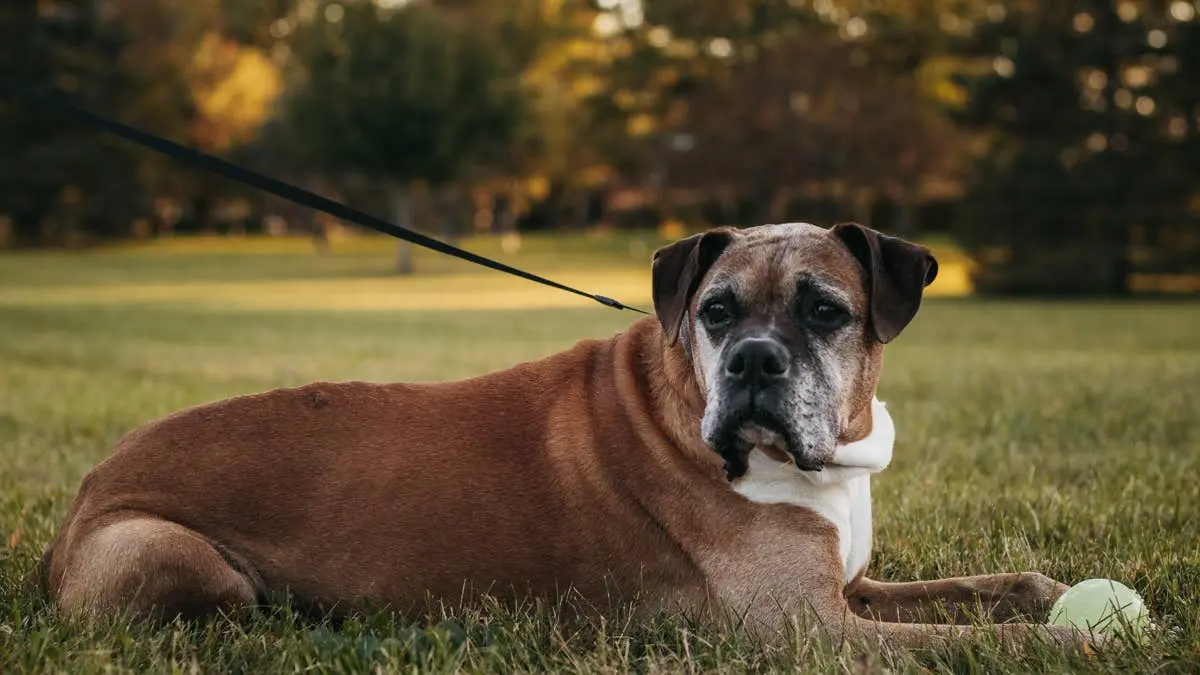 Beloved Boxer's Sad Surrender Sparks Outpouring of Support