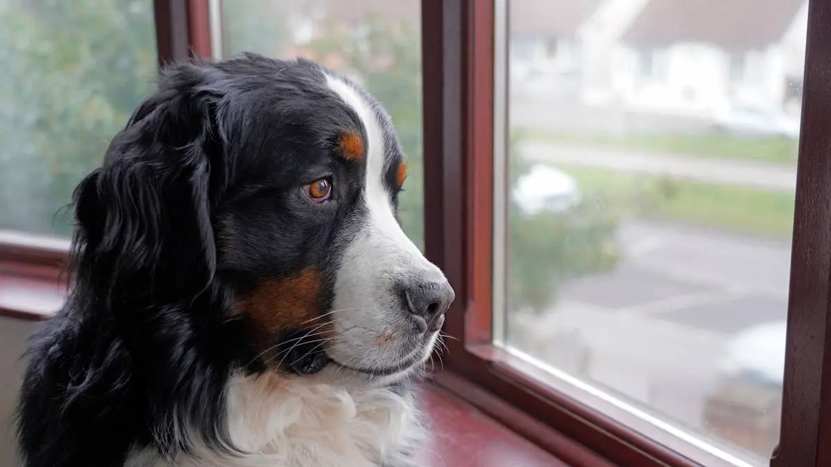 Bernese Mountain Dog Leaves Groomer With a Message for Mom