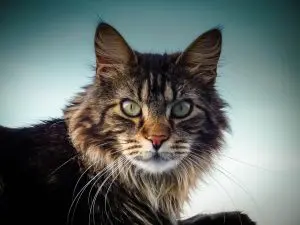 The Best Cat Breeds for a Peaceful Home Environment