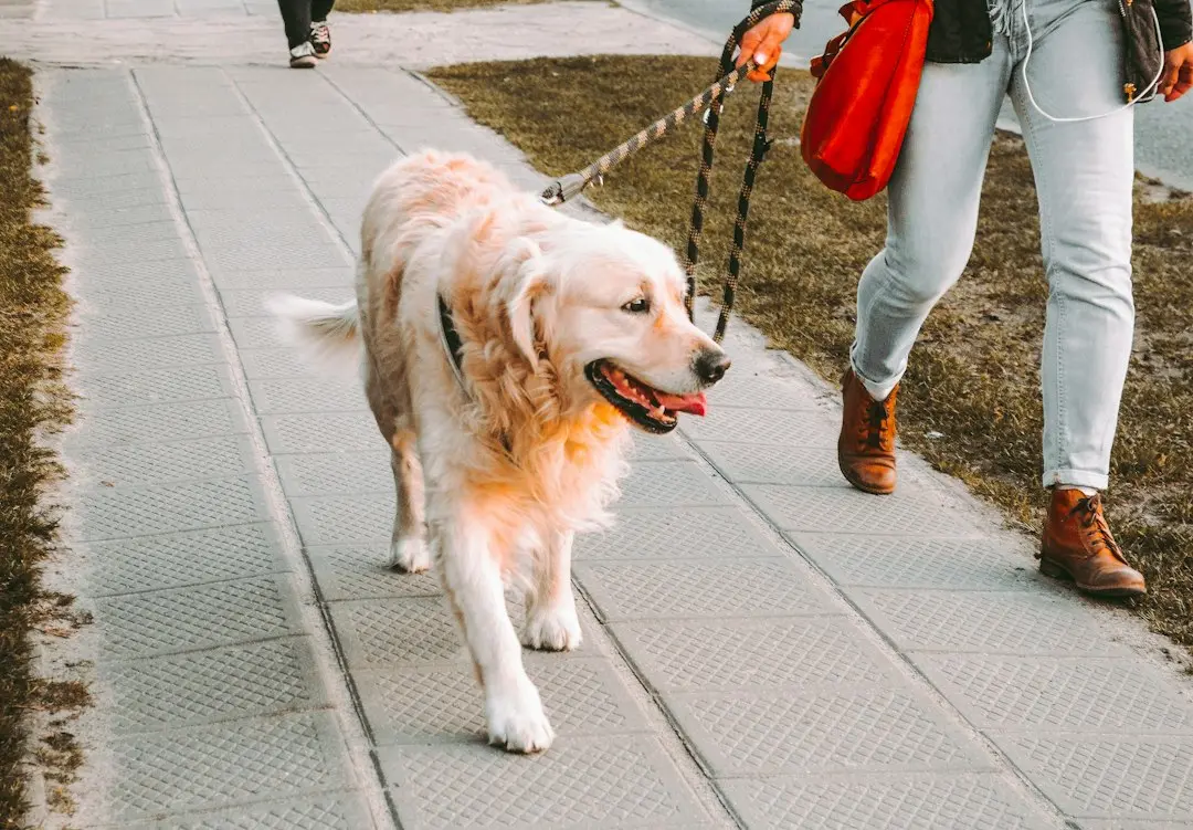 Timing Your Dog's Walk on Fireworks Night to Avoid Fright