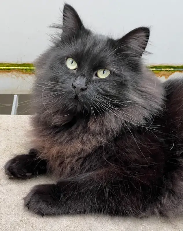 Black Cats Deserve Love, Not Superstition: Jokes Highlight Their Charm