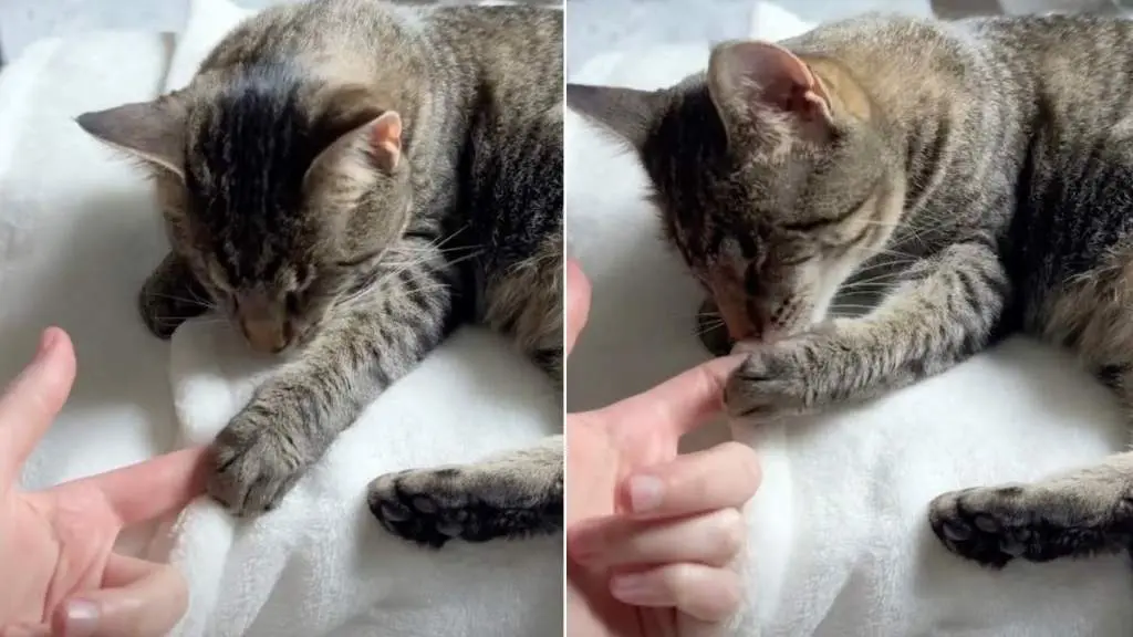 Blind Cat Finds Mom’s Finger and Holds It Close in Viral Video