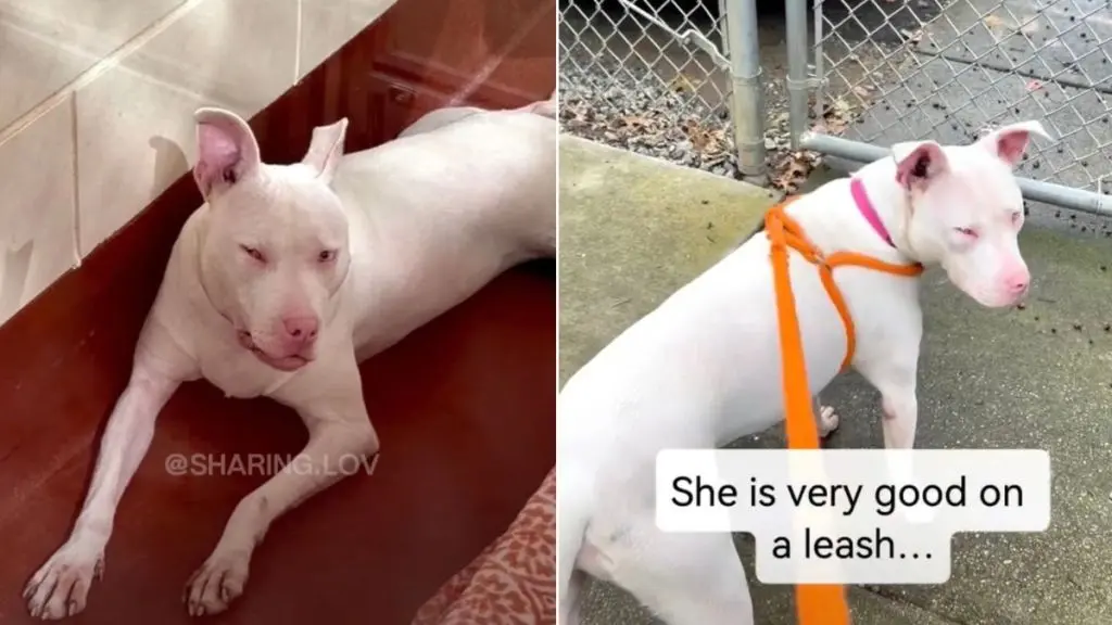 Blind & Deaf Shelter Dog Finds New Home After Family Overwhelmed