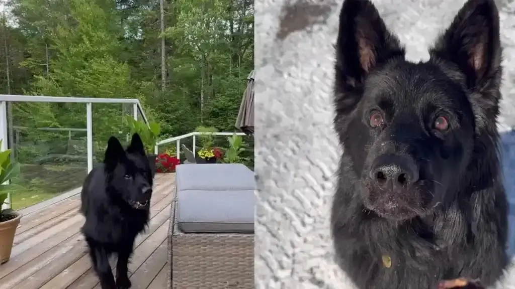 Blind Dog’s Eye Injury Reveals Hidden Burden of Caregiving