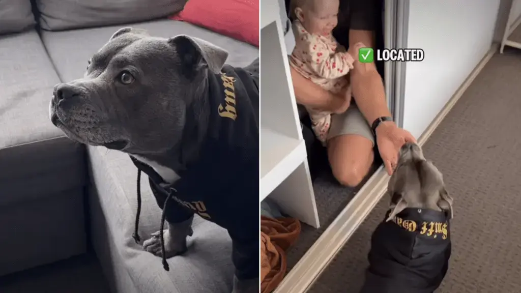 Blue Staffy’s Hide‑and‑Seek Game Captivates Millions Online