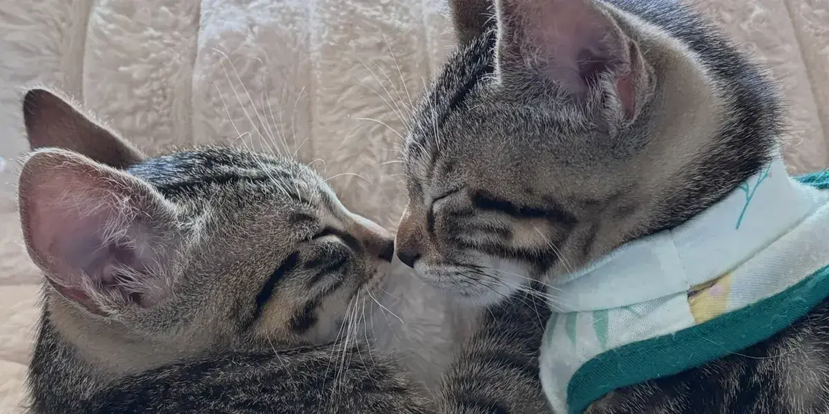 Bonded Kitten Siblings Learn to Trust After Being Abandoned at Seven Weeks Old