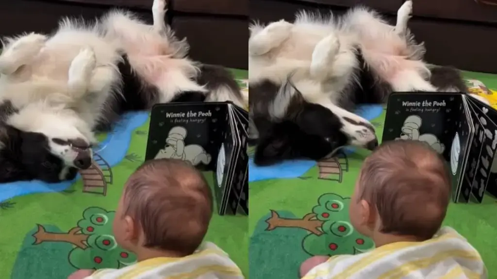Border Collie Outshines Winnie the Pooh During Tummy Time