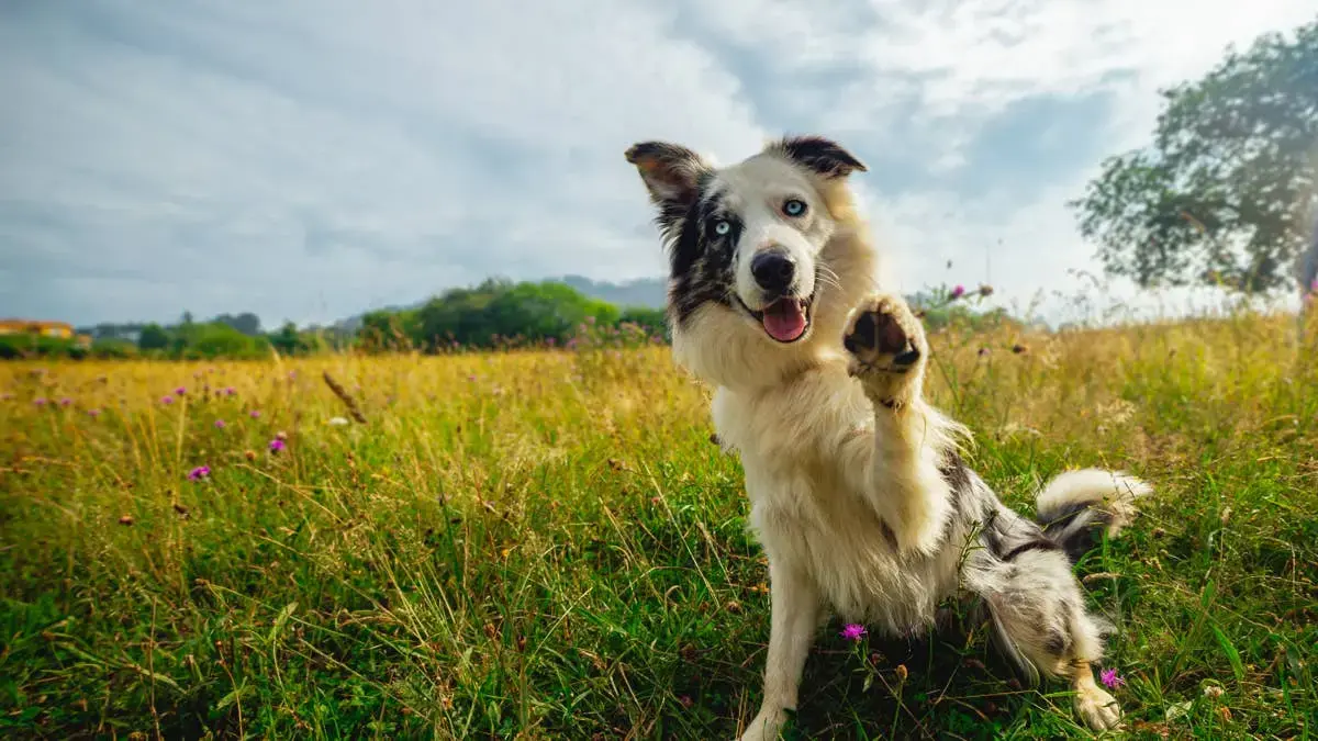 Border Collie Hero Dog Who Rescued 26 People After Venezuela's Earthquake Came Face to Face With His Own Statue