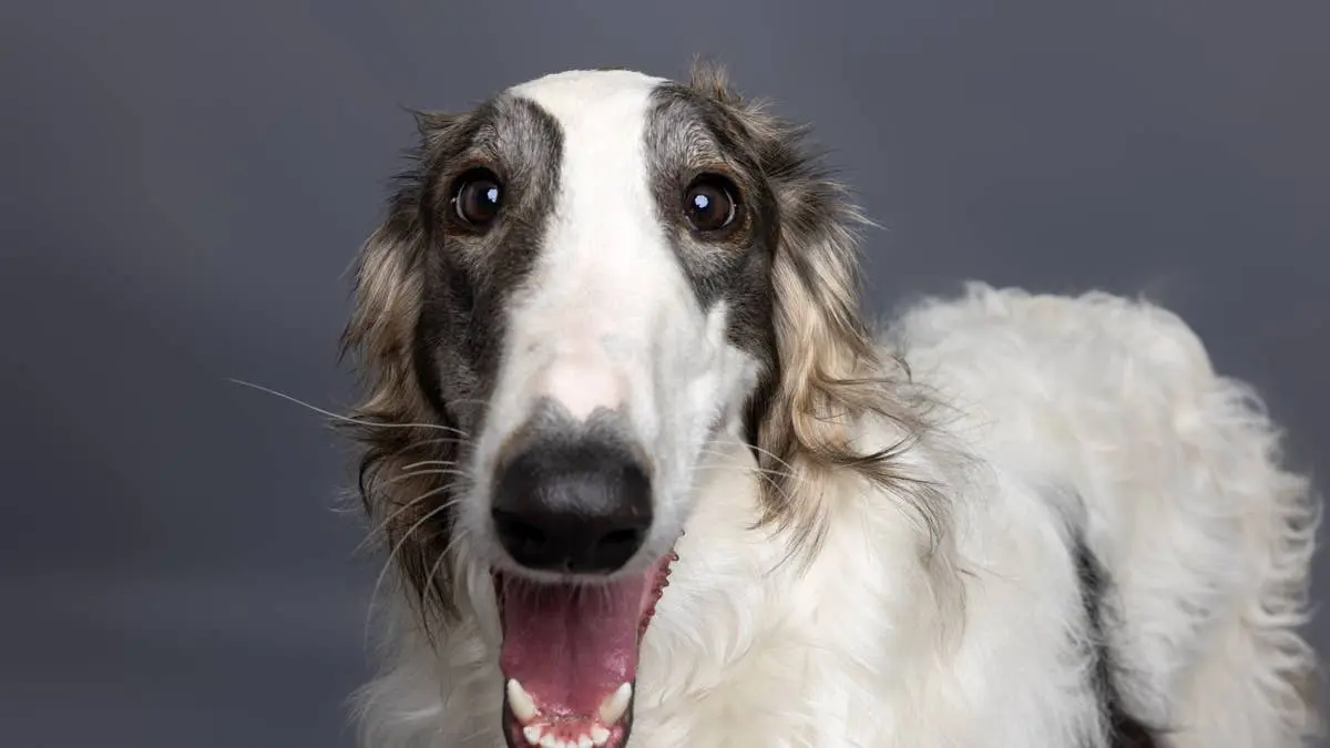 Borzoi Treats Ordinary Carrot Like Ultimate Treasure