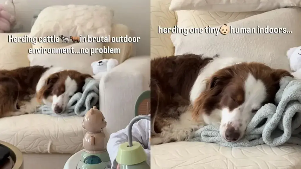 Australian Shepherd Tired of Herding Baby
