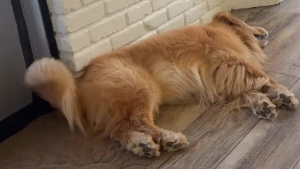 Golden Retriever Bruce Greets Visitors with Tail‑Wagging Warmth