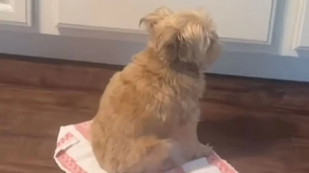Dog Pretends He Is Not Interested in Cheese — His Quiet Kitchen Wait Says Something Else