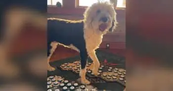 Bunny the Sheepadoodle Uses Soundboard to Speak