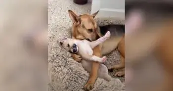 Cactus and Cowboy: A Rescue Dog’s Unexpected Bond with a New Puppy