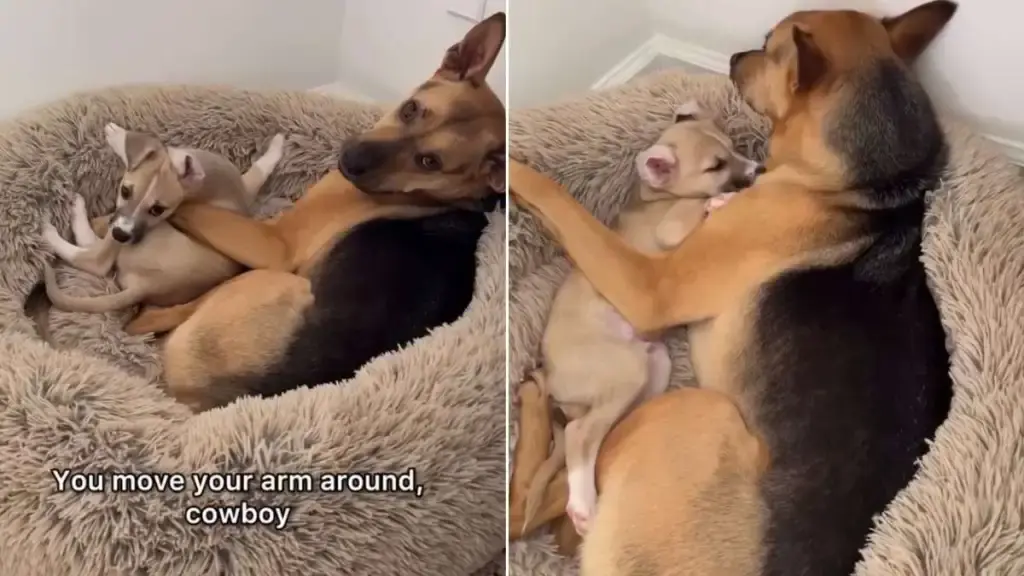 Rescue Dog Cactus Claims Tiny Puppy Brother in Cozy Bed