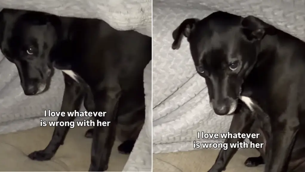 Rescue Dog Demands Blanket Access Before Lying Down