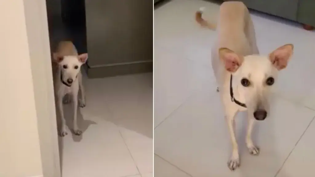 Foster Dog Unites Separated Family Members in Viral Video