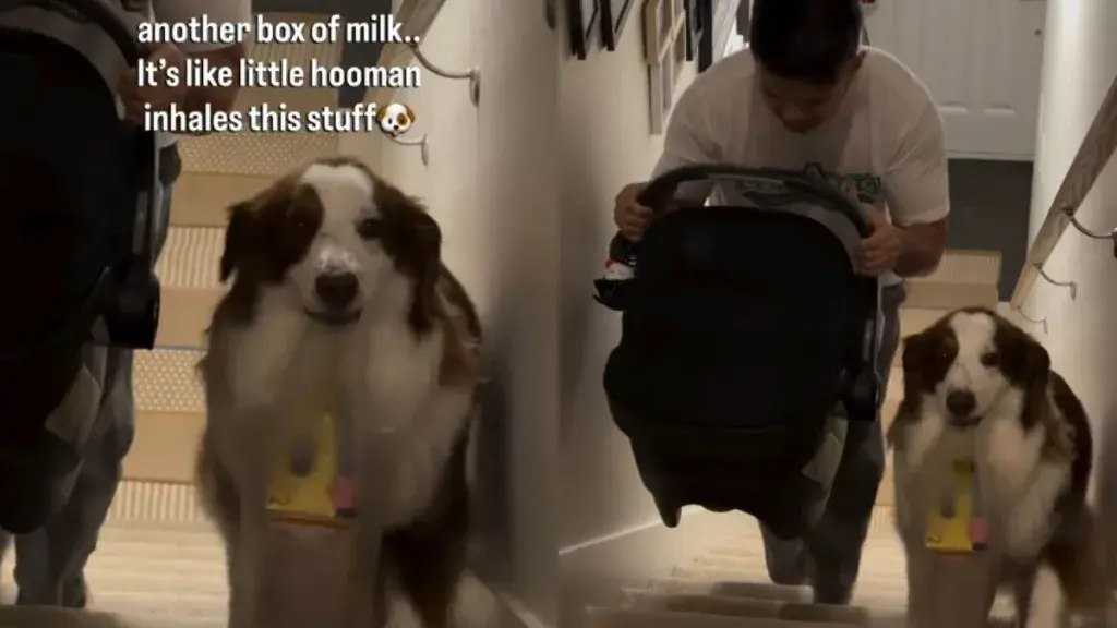 Dog Helps Dad by Carrying Baby Sister’s Milk Upstairs
