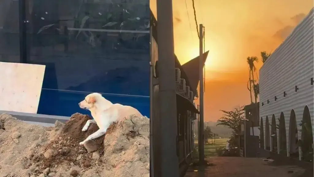 Dog's Sunset Contemplation Goes Viral, Capturing Hearts Online