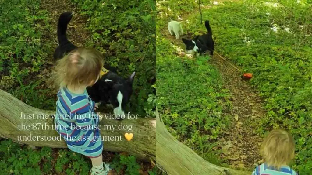 Toddler’s Leash Slip Sparks Sweet Corgi Reunion on a Forest Trail