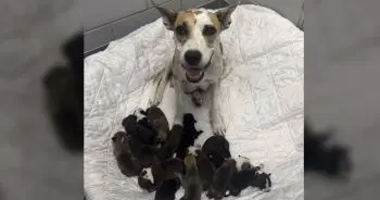 Mama Dog’s Litter Overwhelms Dallas Shelter, Milk Bar Runs Out of Space