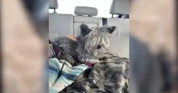 Family in Sedona Receives Long-Lost Dog After Four-Year Search