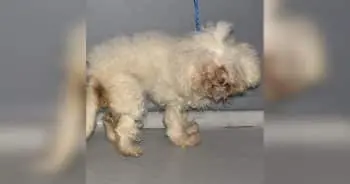 Dog Found in a Cardboard Box Was Afraid of Everyone Until Her New Mom Arrived
