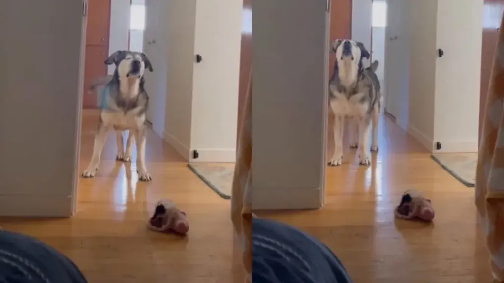 Senior Blind Dog Stomps Until Mom’s Boyfriend Gets Out of Bed Because His Day Can’t Wait