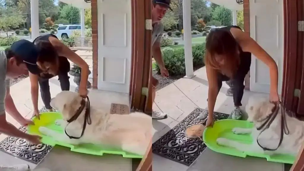 Dog Dragged to Vet in Sleigh After Refusing to Walk