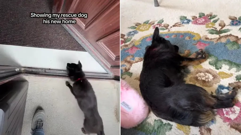 Rescue Dog Enters New Home With Clear Sense of Belonging