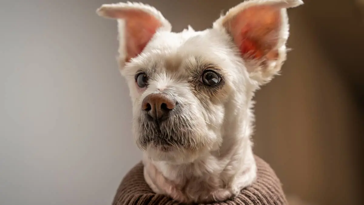 Senior Shelter Dog's Eye Lost in Attack, Family Abandons Him Just Days After Bringing Him Home