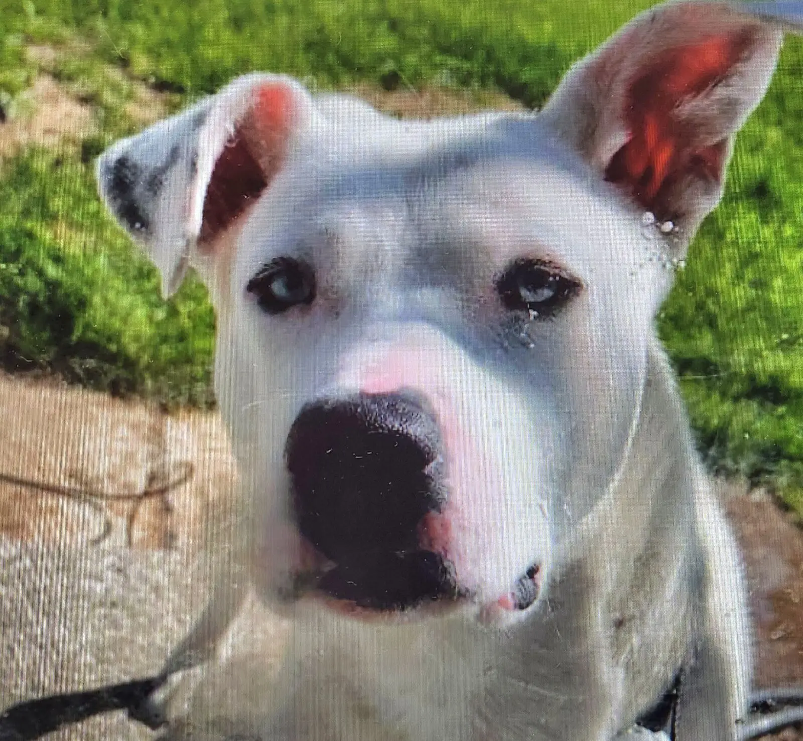 Deaf Two‑Year‑Old Pup Echo Seeks a Caring Forever Home