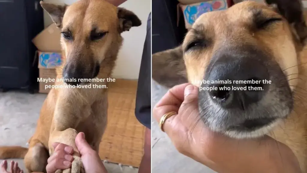 A Stray Dog Mysteriously Finds His Former Caretaker’s New Home