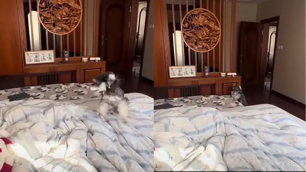 Dog Treats Serve As Unskippable Morning Alarm For One Loyal Pet