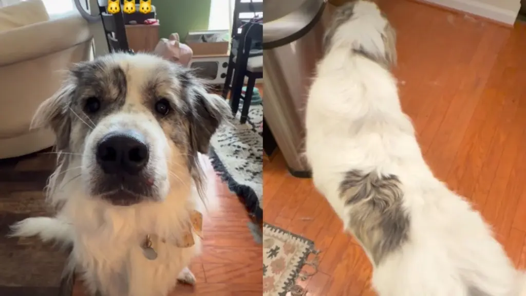 Fluffy Great Pyrenees Mimics Cats With Unusual Behaviors