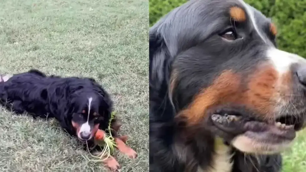 Puppy Harvests His Own Snack Straight From the Garden