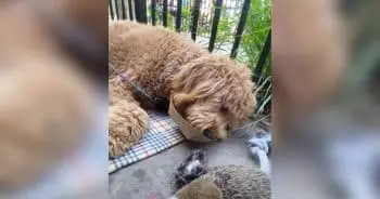 Dog Falls Asleep Instantly When Overwhelmed by Joy