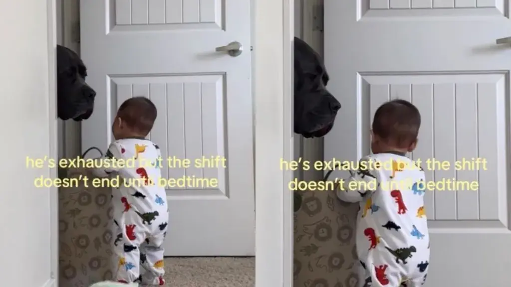 Dog's Exhausted Gaze Captivates Internet as Toddler Plays in Doorway