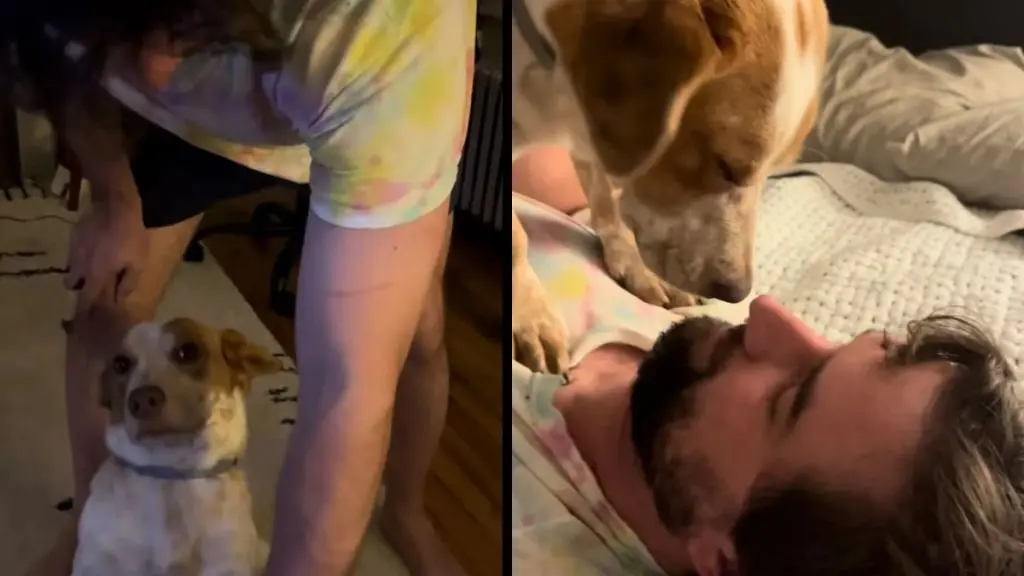 A Stubborn Rescue Dog Refuses To Climb Stairs On His Own