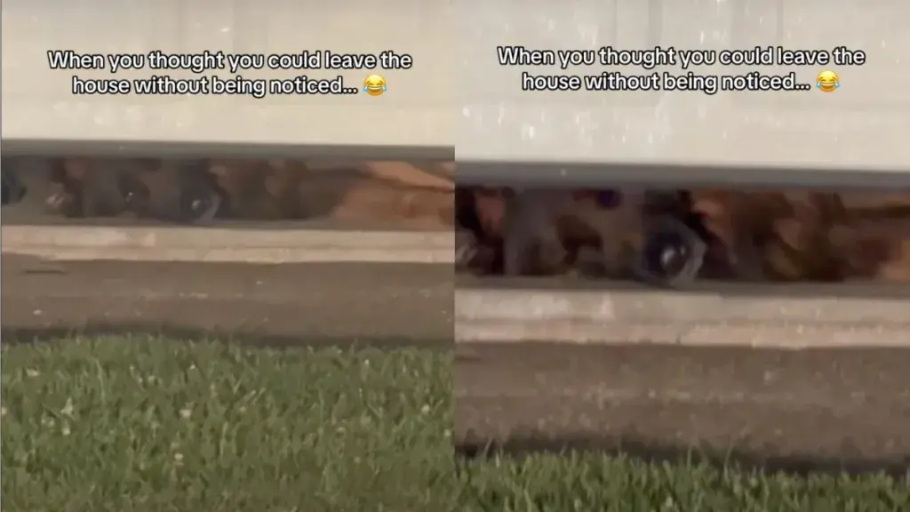 Dog Catches Owner Attempting Silent Exit From Garage