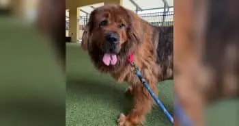 A 99-Pound Fluffy Wonder Arrives at Florida Rescue