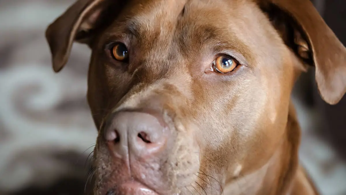 Rescued Dog Roczy Faces Depression After Eight Years With Family, Finds Hope at Texas Shelter