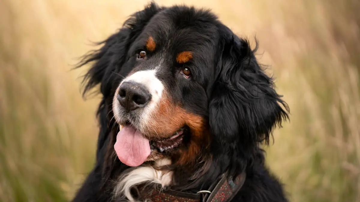Giant Dog Turns Every Encounter Into a Friendship