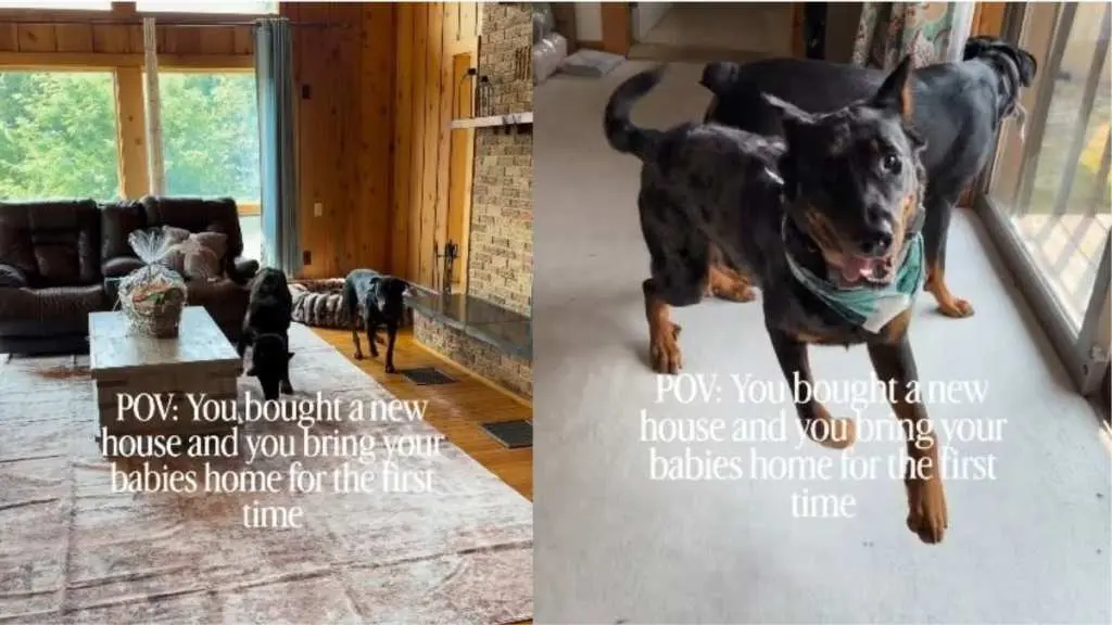 Beauceron Dogs Instantly Settle Into Their Brand New Home