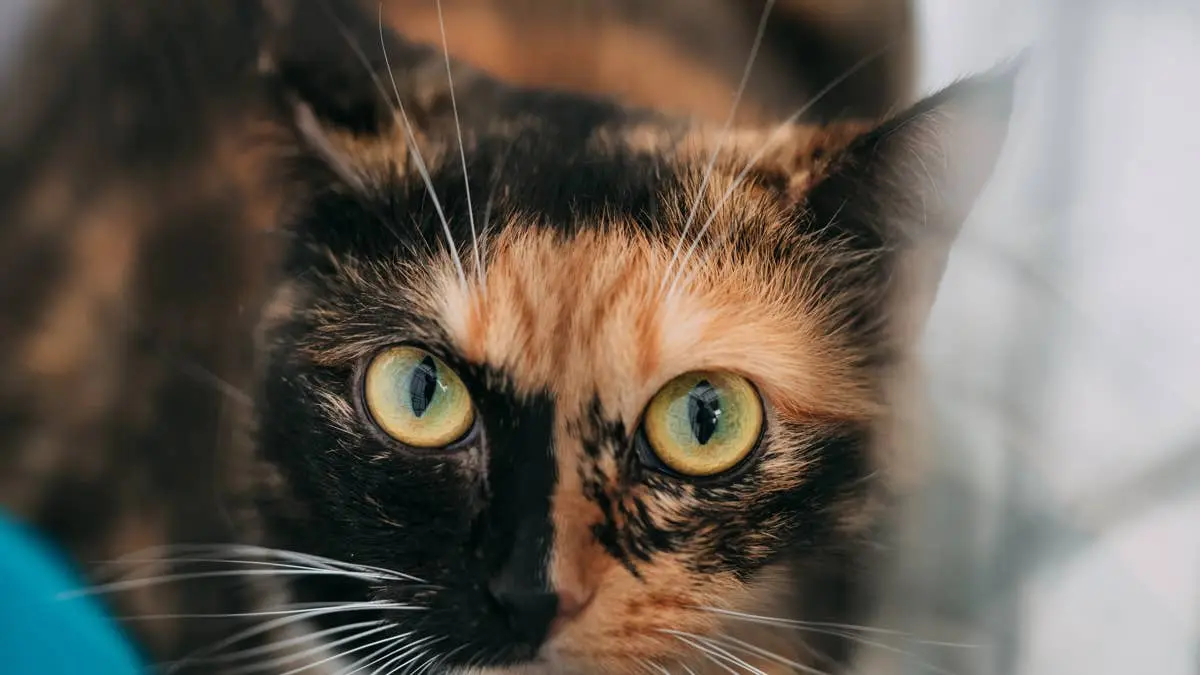 Calico Cat's Duet Goes Viral Online