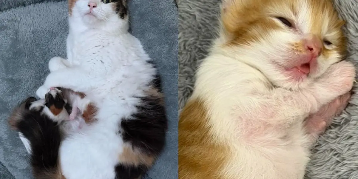 Calico Mom and Plump Kittens Thrive in Florida Foster Home