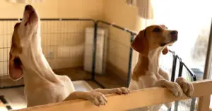 Can Probiotics Help Reduce Canine Stress and Anxiety?